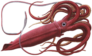 Squid PNG-47175
